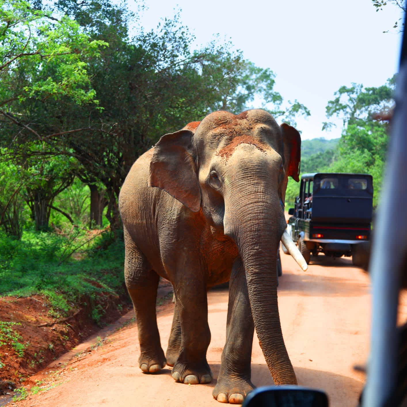 Elefanten-Begegnung aus dem Safari-Jeep