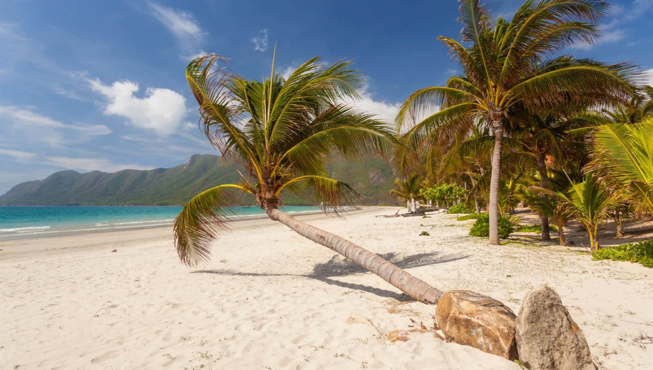 Ruhiger tropischer Strand mit einer gebogenen Kokosnusspalme auf der Insel Con Dao in Vietnam.