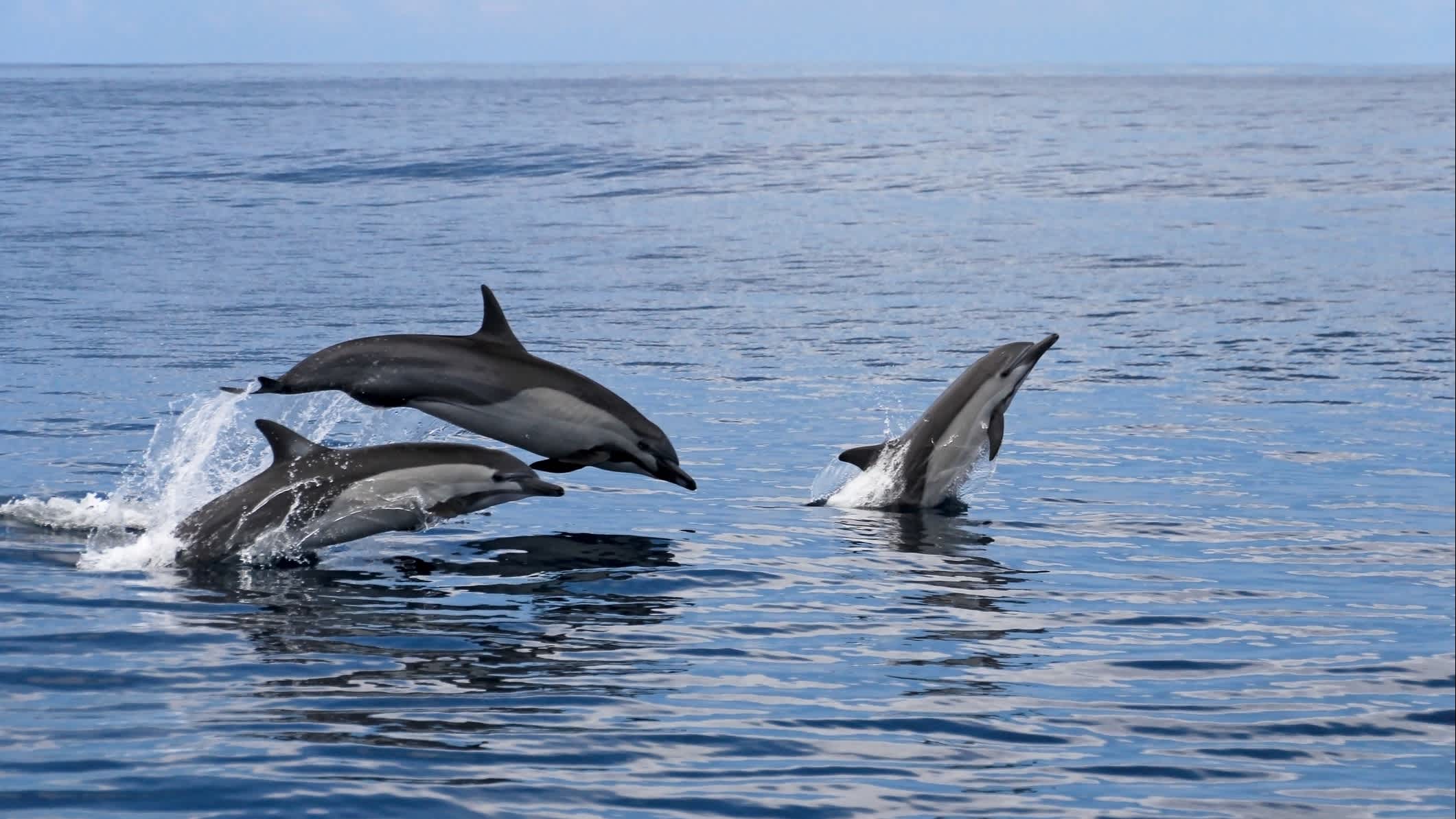 Gemeine Delfine springen an der Küste von Costa Rica.
