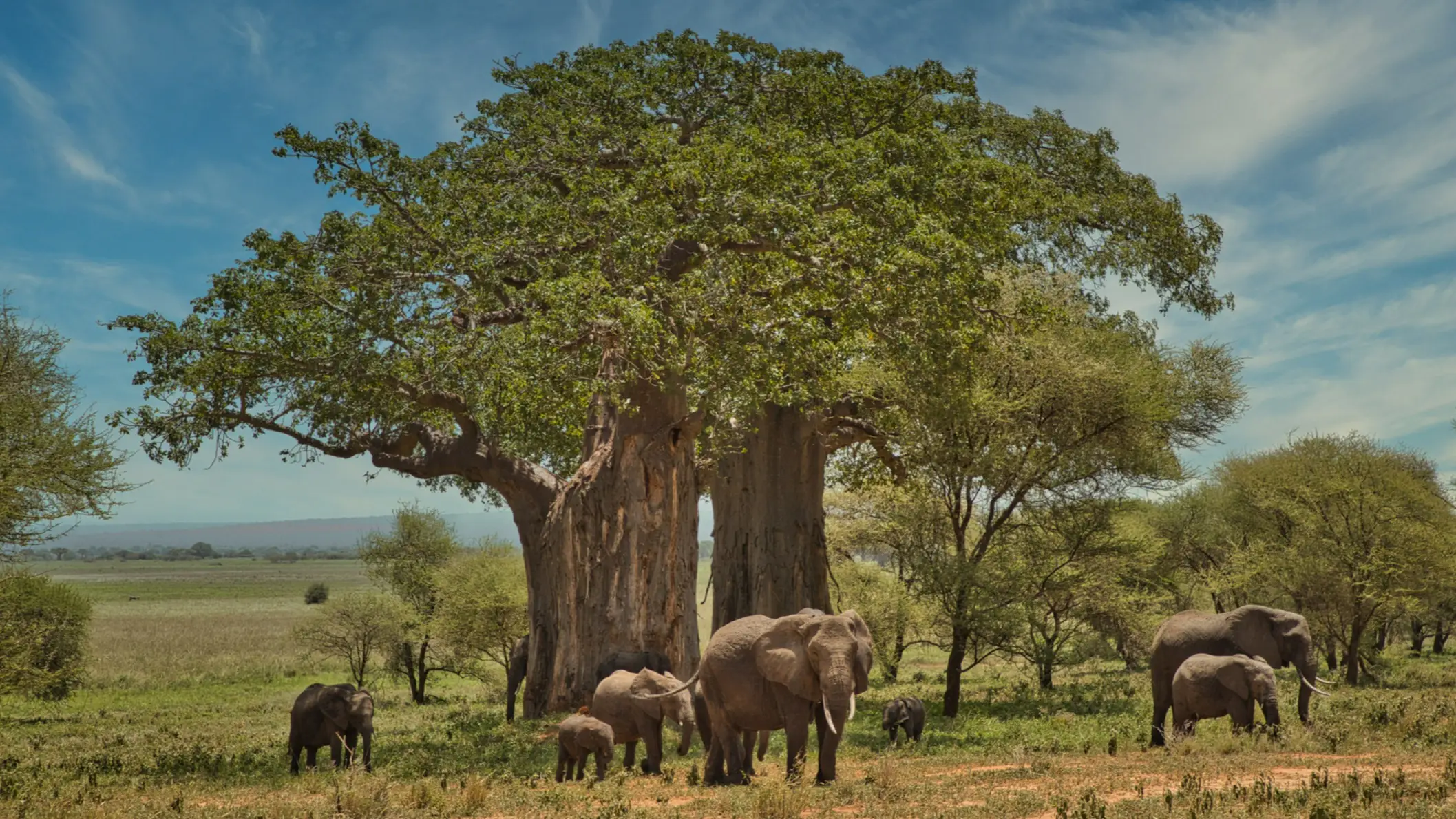 Tansania, Tarangire Nationalpark Baobab-Baum mit Elefanten in afrikanischer Landschaft