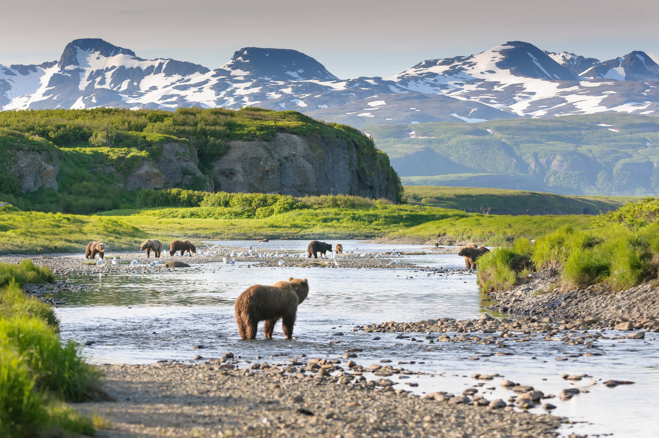 Découvrez quand découvrir la faune sauvage de l'Alaska