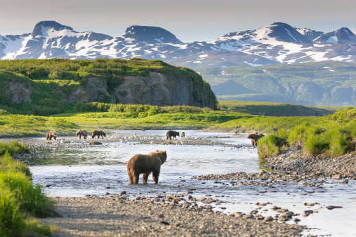 Découvrez quand découvrir la faune sauvage de l'Alaska