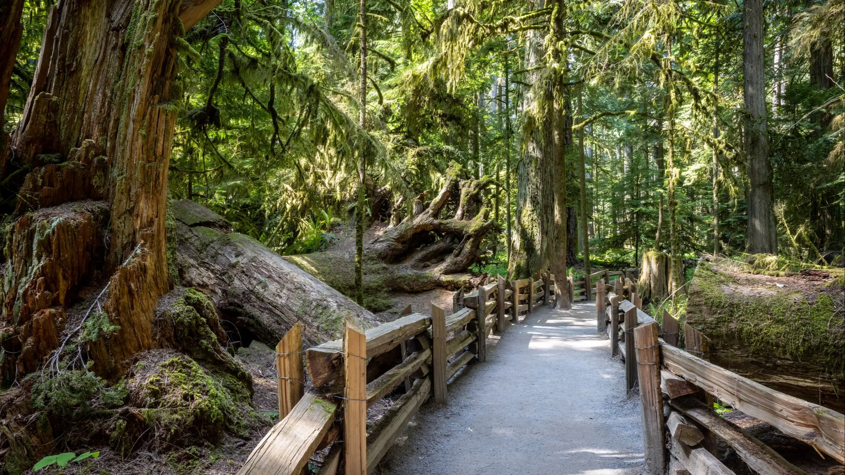 Passerelle en bois à travers une forêt ancienne couverte de mousse, Cathedral Grove, Vancouver Island, Colombie-Britannique, Canada