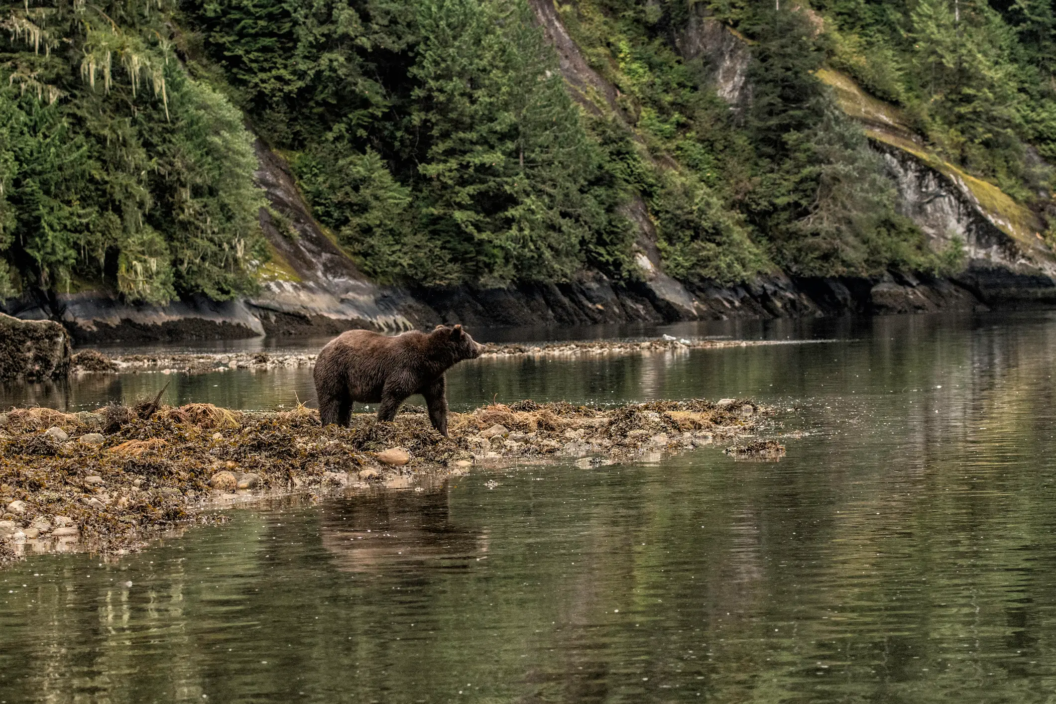 Canada, BC, Great Bear Rainforest Grizzly sur une plage de la Great Bear Rainforest, Colombie-Britannique, Canada.