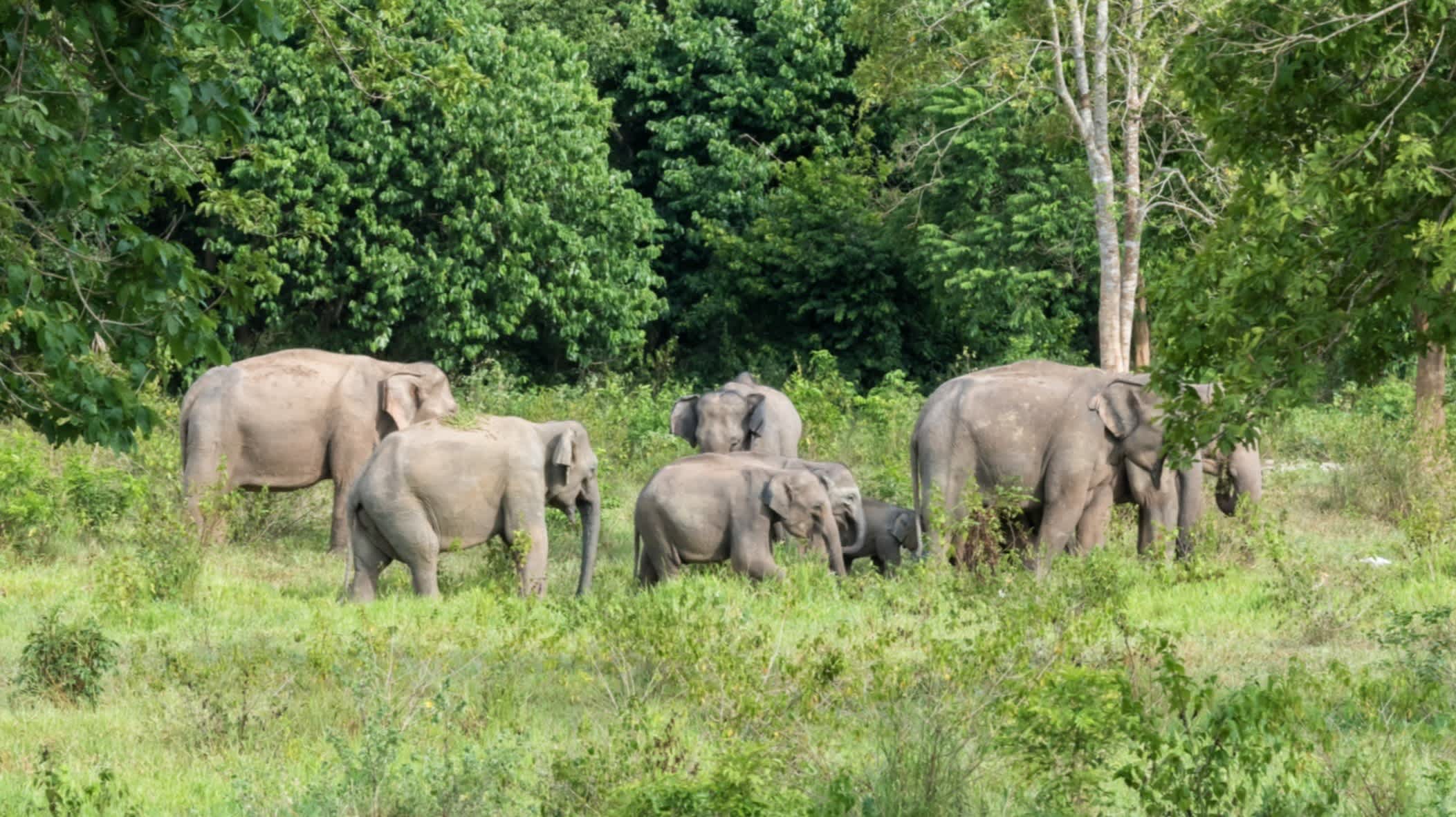 Des éléphants cherchent de l'herbe pour se nourrir dans le parc national de Kui Buri, en Thaïlande.