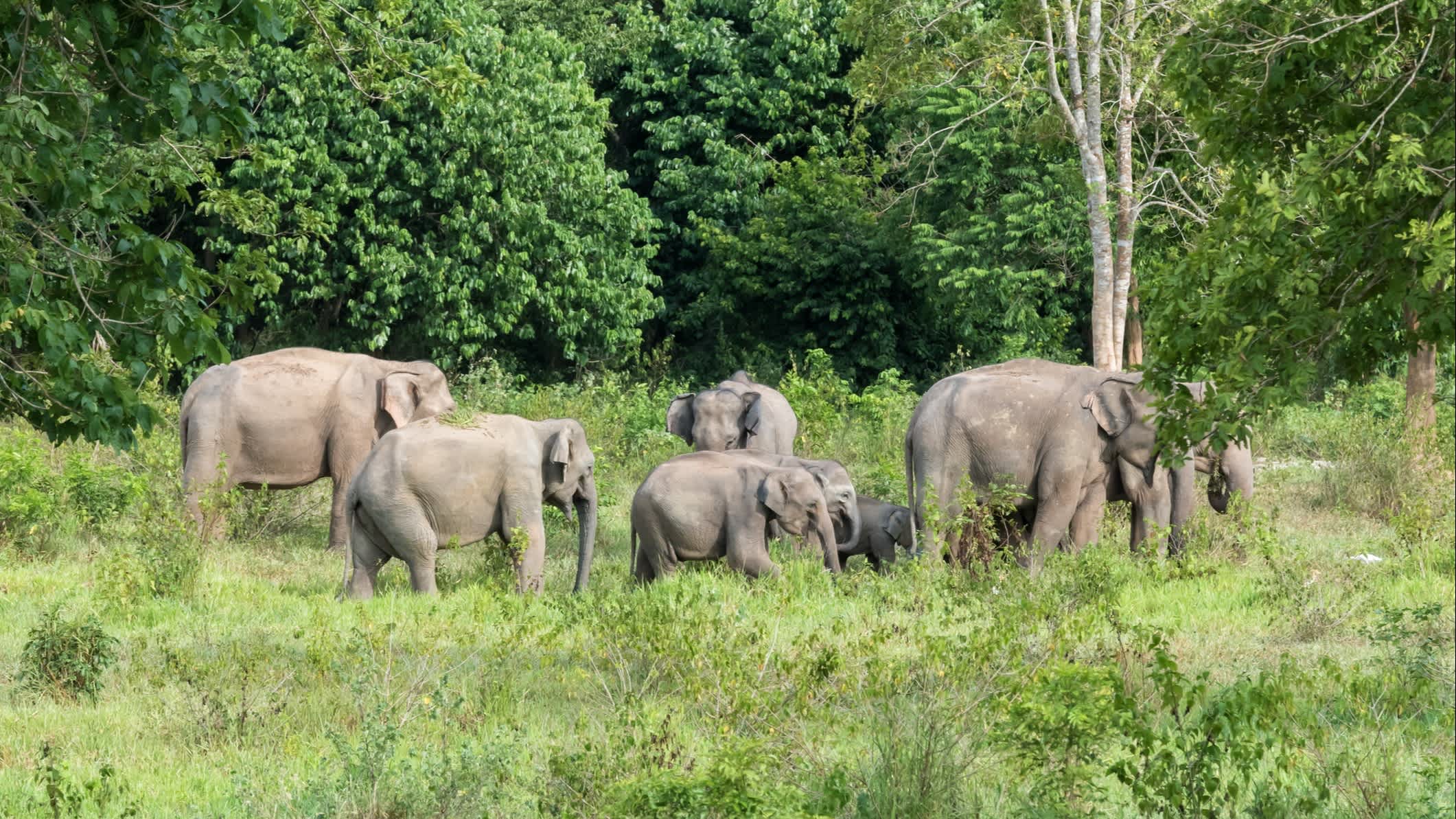 Des éléphants cherchent de l'herbe pour se nourrir dans le parc national de Kui Buri, en Thaïlande.