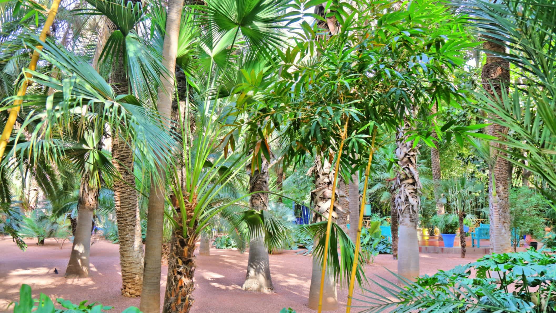 Palmen im Majorelle-Garten in Marrakesch