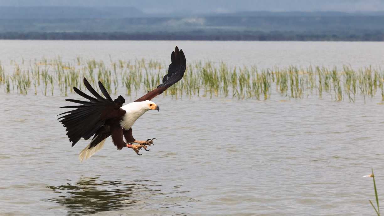 Fischeradler. Baringo-See. Kenia, Afrika