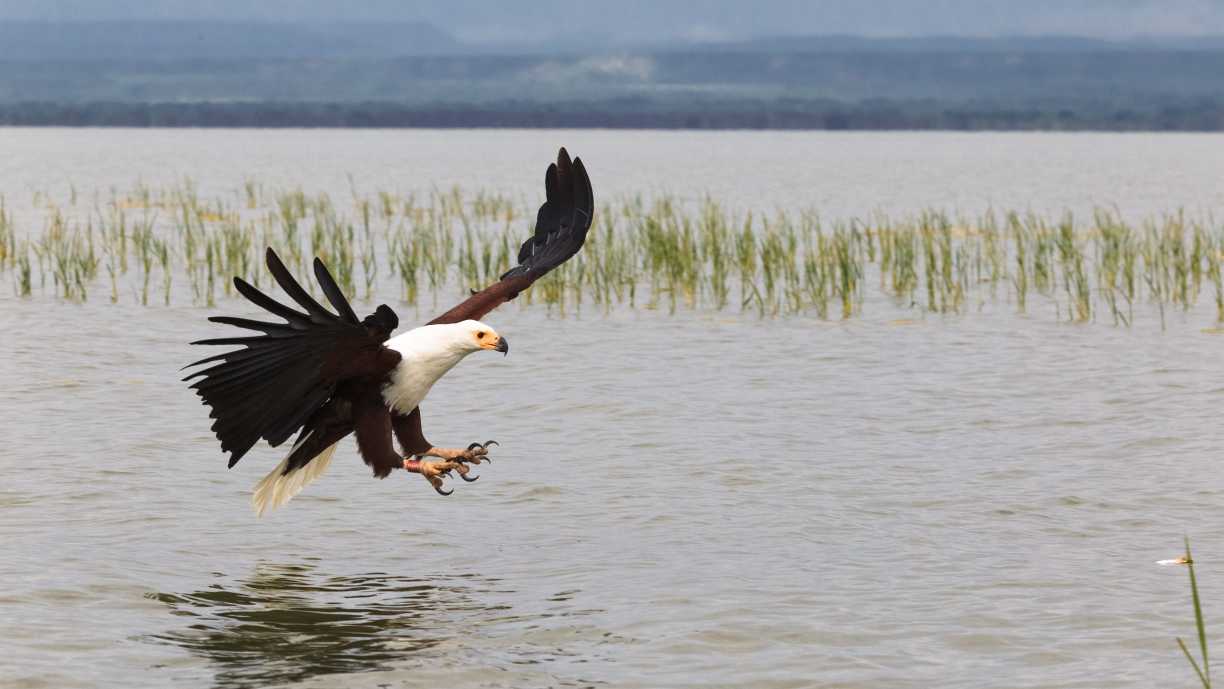 Aigle pêcheur. Lac Baringo. Kenya, Afrique