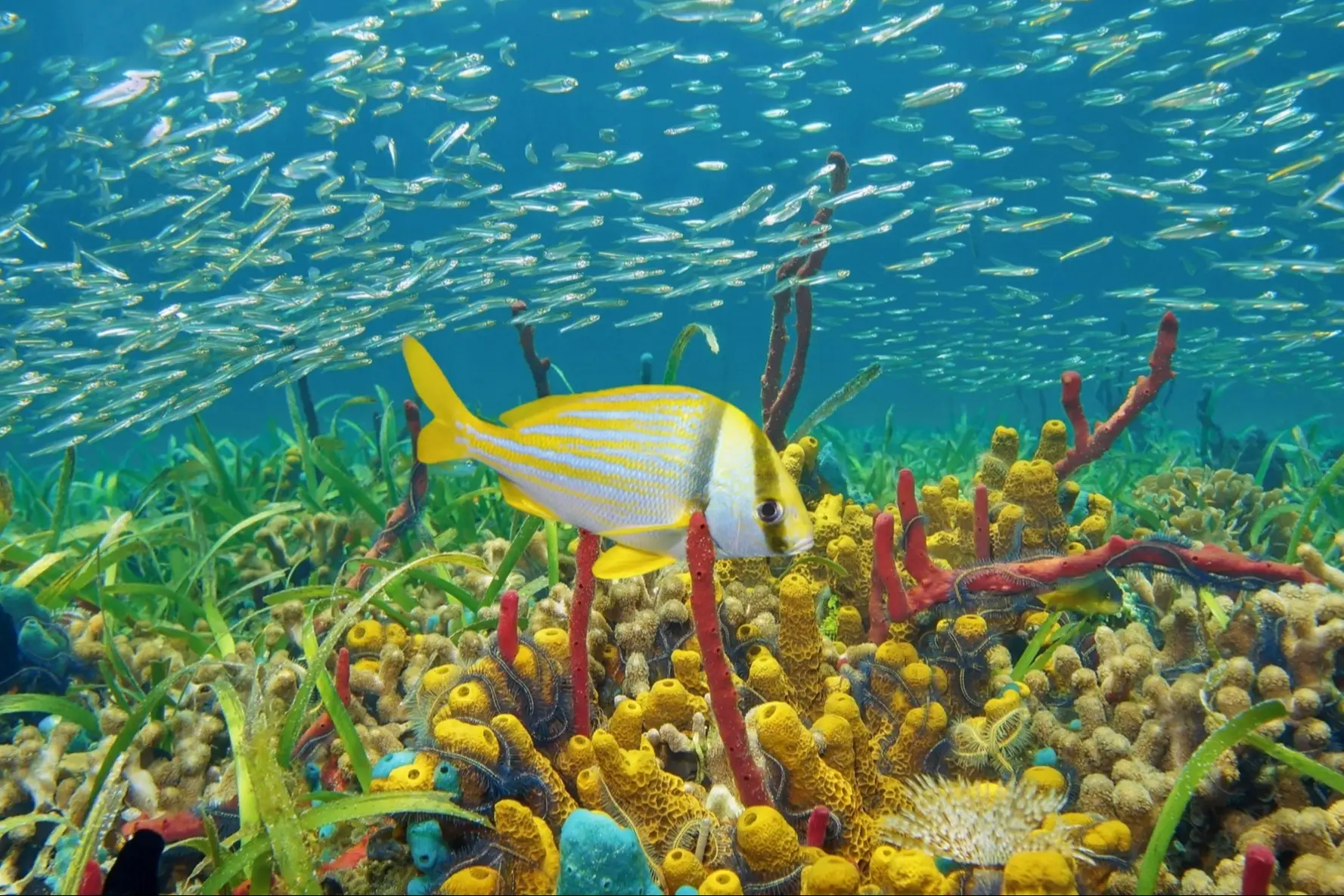 Kolumbien, Tauchen Buntes Unterwasserleben mit Schwämmen, Korallen und Fischschwärmen, karibisches Meer an der Küste Kolumbiens.