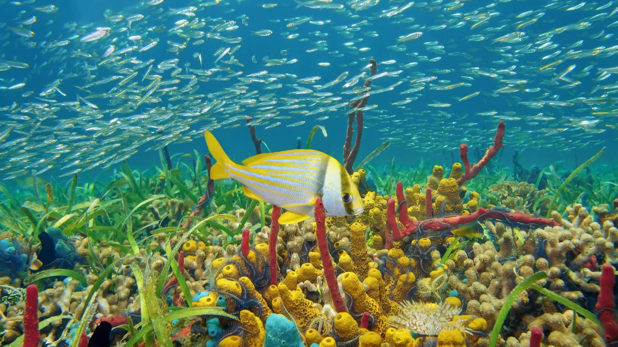Buntes Unterwasserleben mit Schwämmen, Korallen und Fischschwärmen, karibisches Meer an der Küste Kolumbiens.