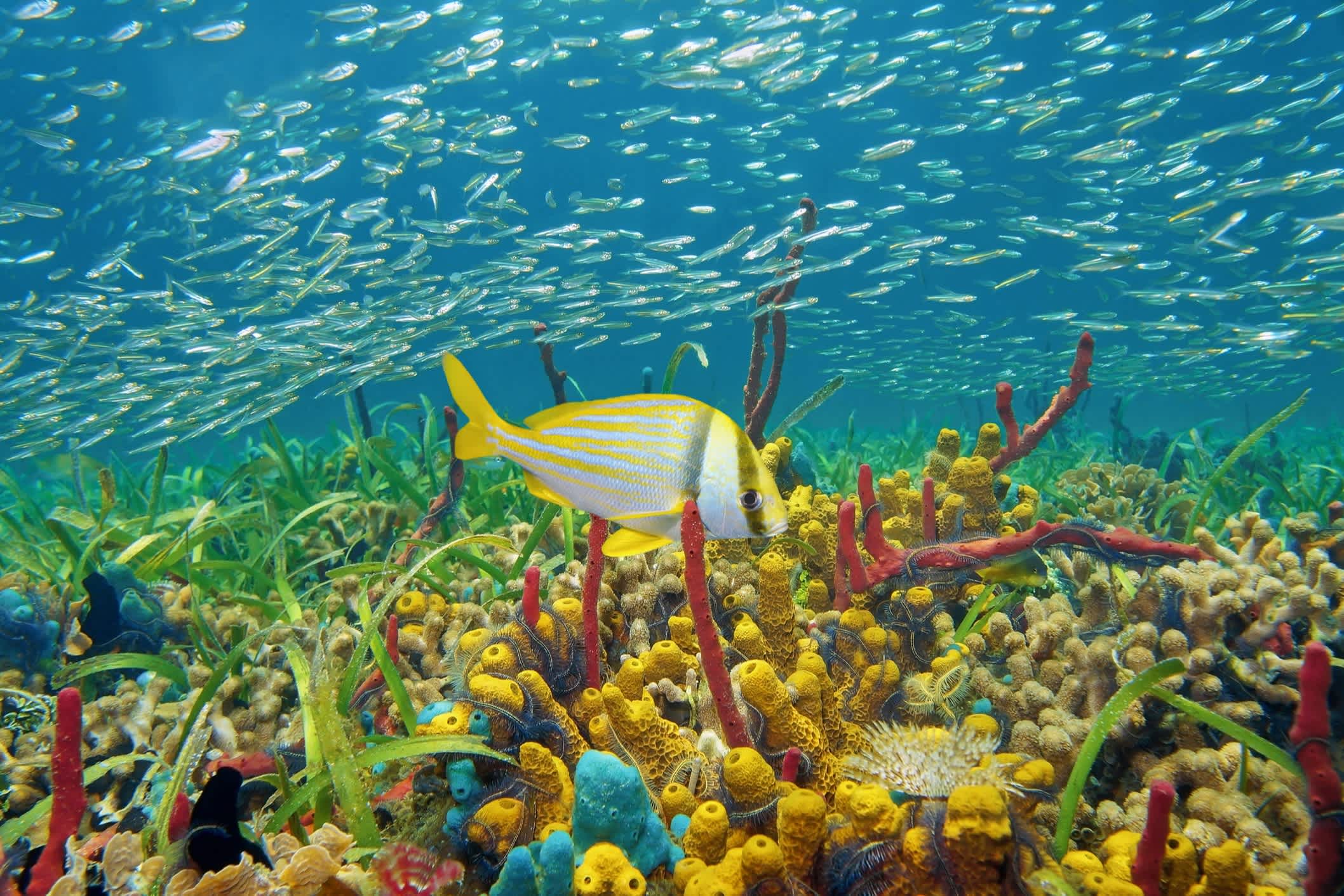 Buntes Unterwasserleben mit Schwämmen, Korallen und Fischschwärmen, karibisches Meer an der Küste Kolumbiens.