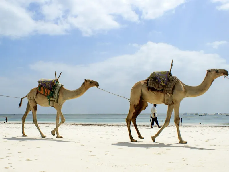 Kamele am Diani Beach, Kenia Am Diani Strand in Kenia ziehen Kamele gemächlich am Ufer entlang, während das türkisblaue Wasser sanft an den feinen Sandstrand schwappt