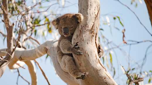 Koala auf einem Baum © Tourism Australia