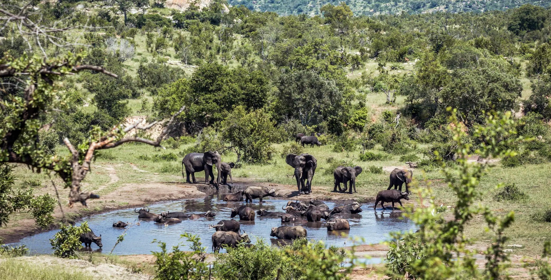 Quand partir au Parc national Kruger ? Notre guide | Tourlane