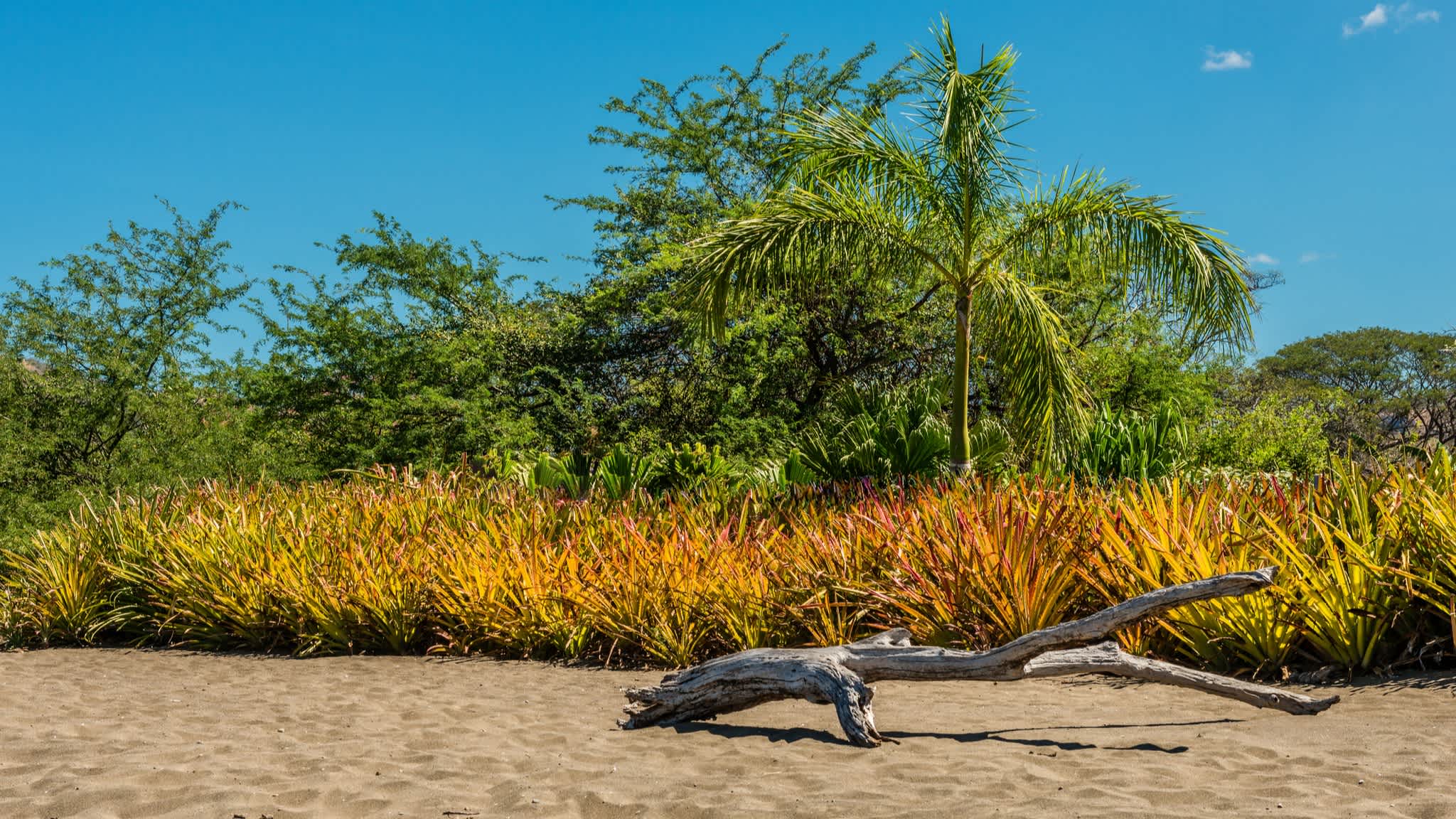 Der Strand Playa Potrero in Costa Rica mit bunter Vegetation, Bäumen und blauem Himmel.