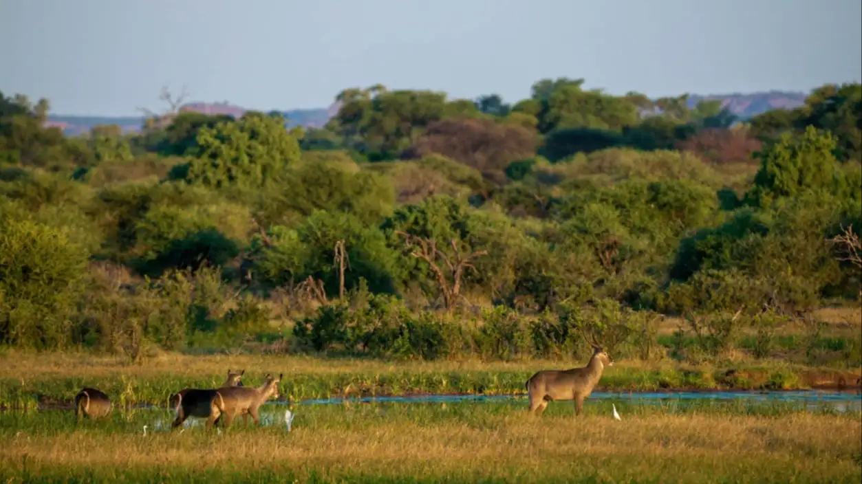 Wasserbock (Kobus ellipsiprymnus) in einem Feuchtgebiet in der Nähe eines Wasserlochs. Mashatu Wildreservat im Northern Tuli Game Reserve. Botsuana
