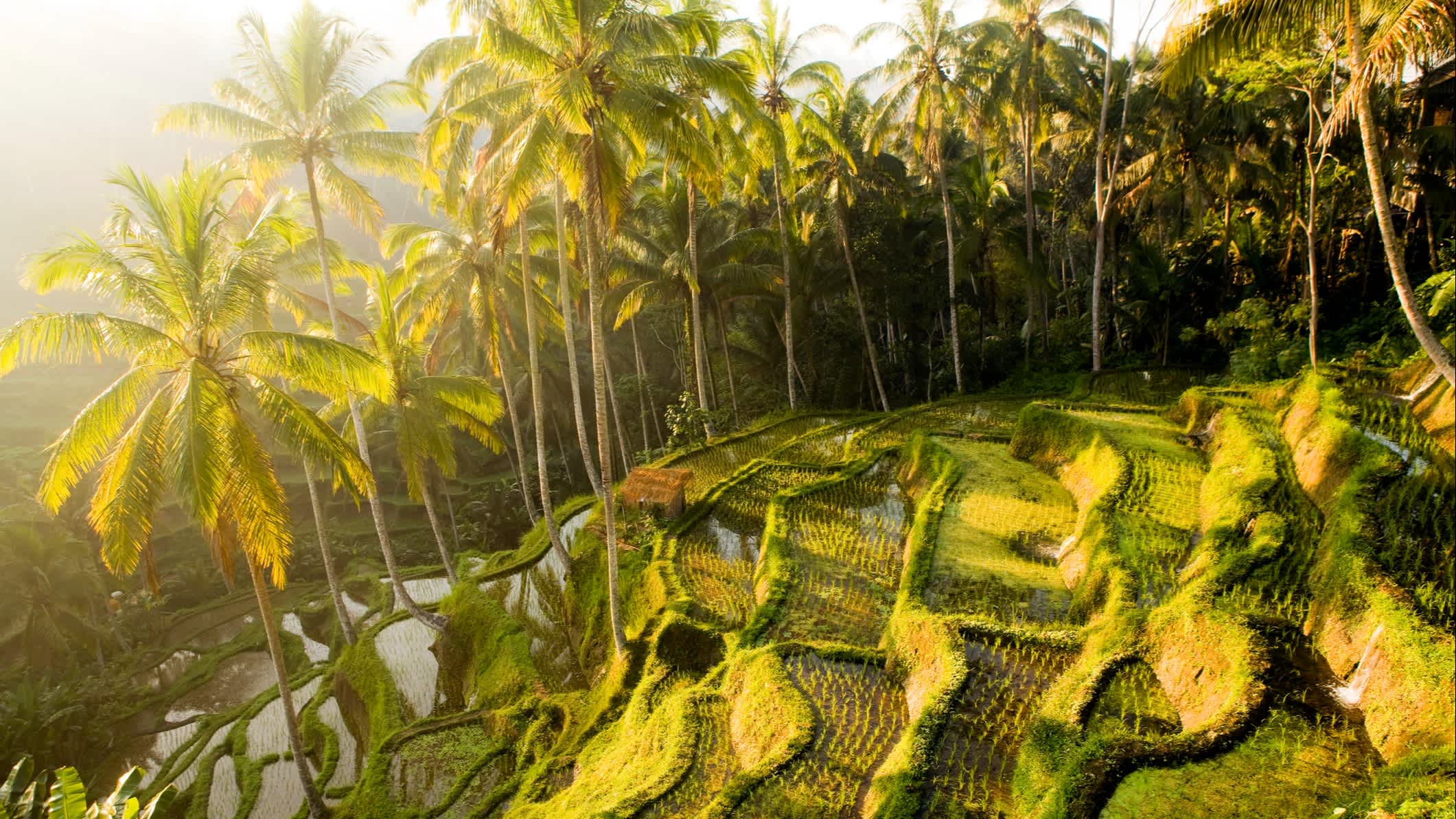 Blick auf die Reisfelder von Ubud auf Bali