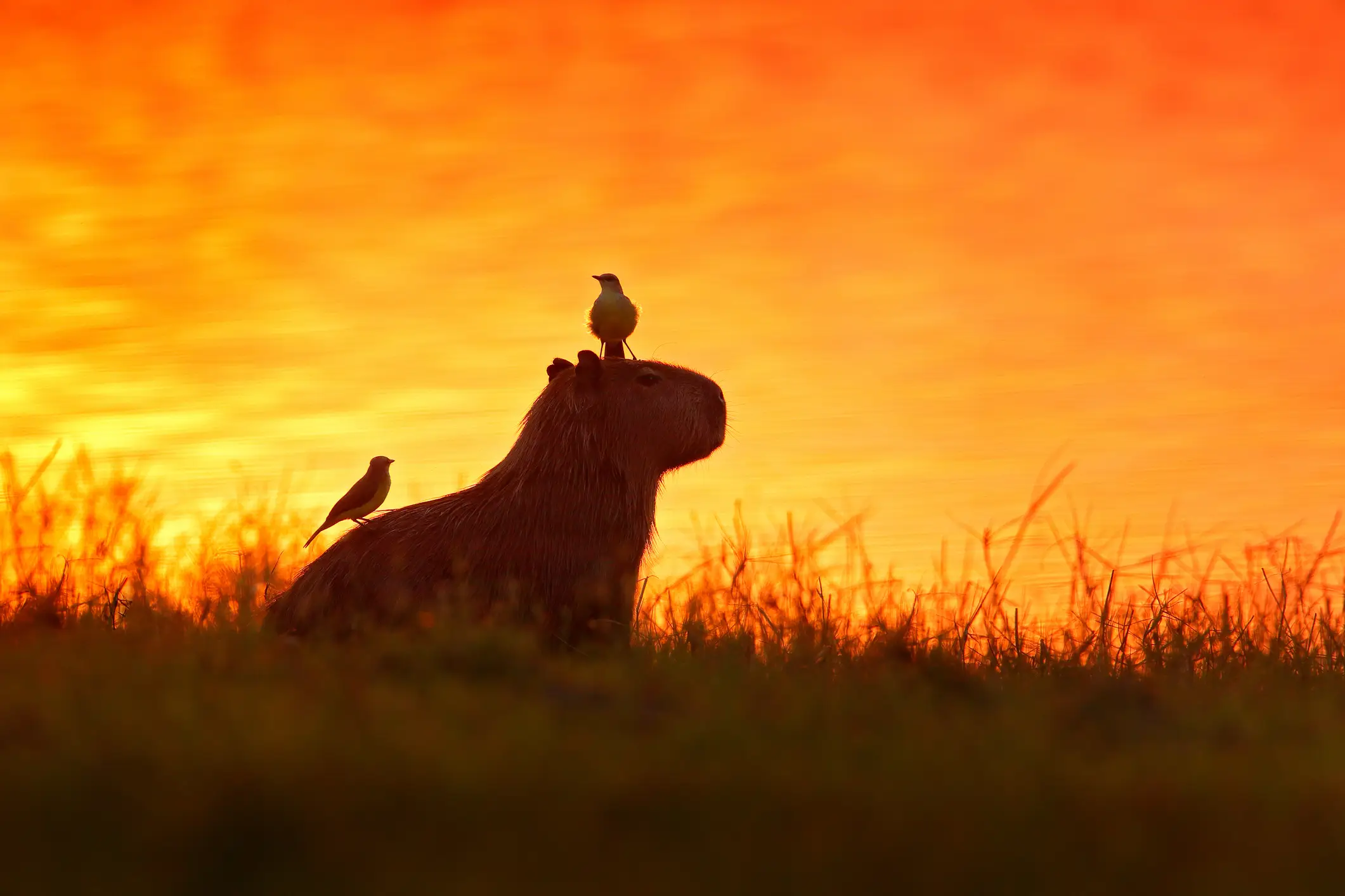 Ein Capybara mit zwei Vögeln auf seinem Rücken vor einem leuchtenden Sonnenuntergang. Pantanal, Brasilien.