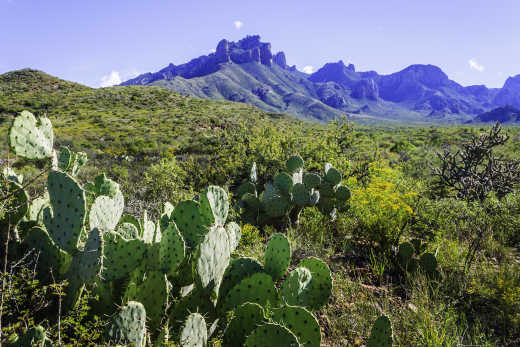 Cactus figuier de Barbarie, Casa Grande Peak, parc national de Big Bend, Texas, États-Unis