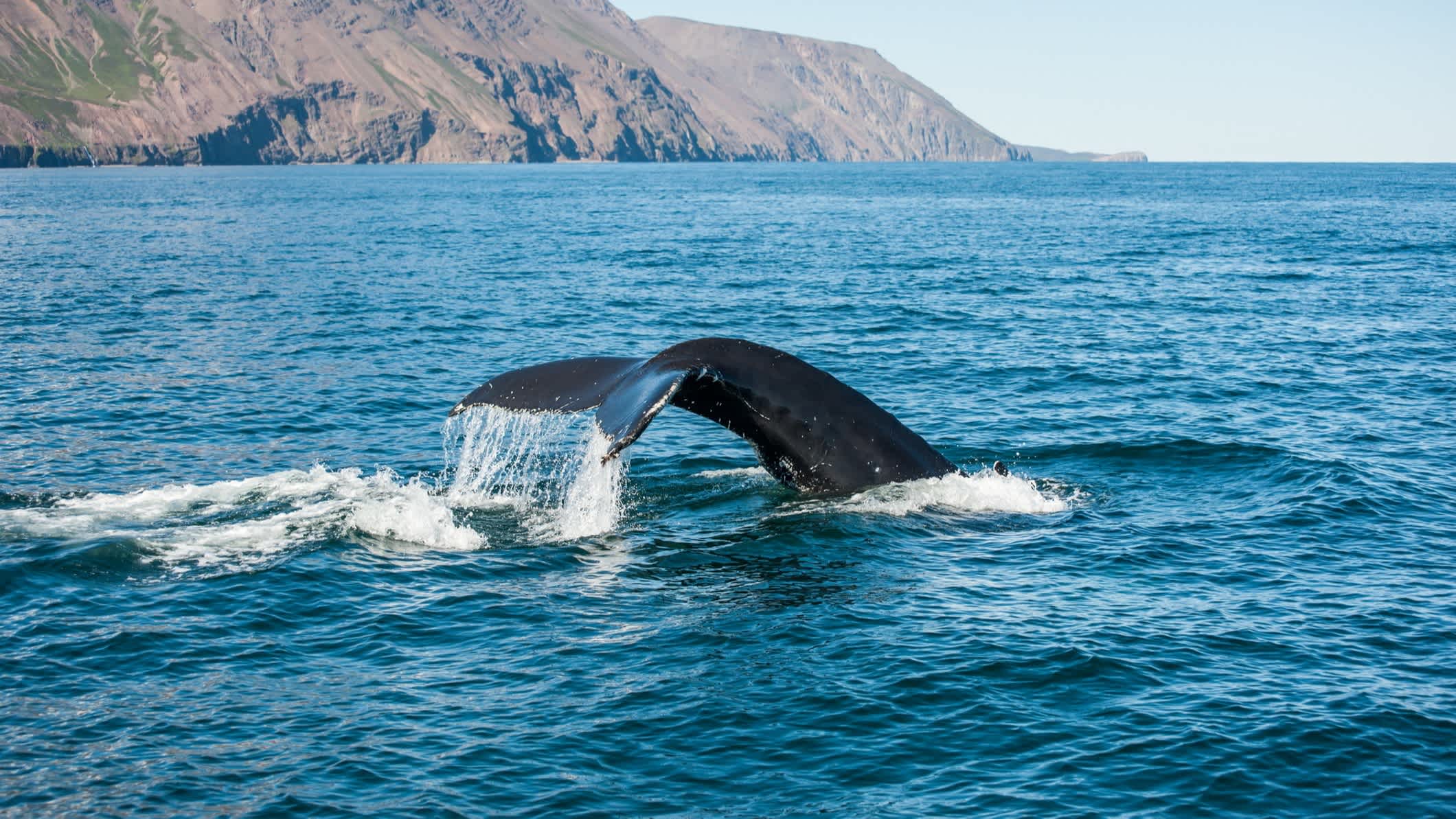 Aufnahme einer Walflosse die aus dem Wasser ragt
