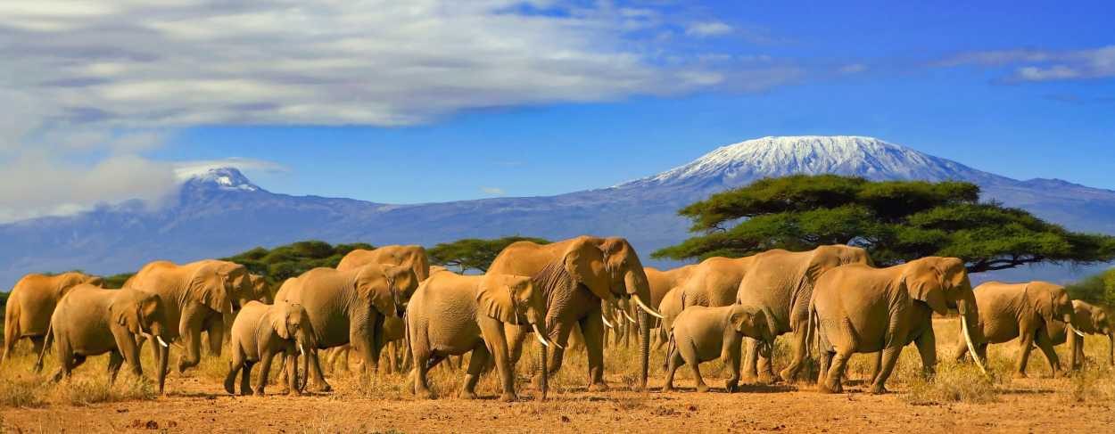 Troupeau d'éléphant avec le Kilimanjaro en arrière-plan