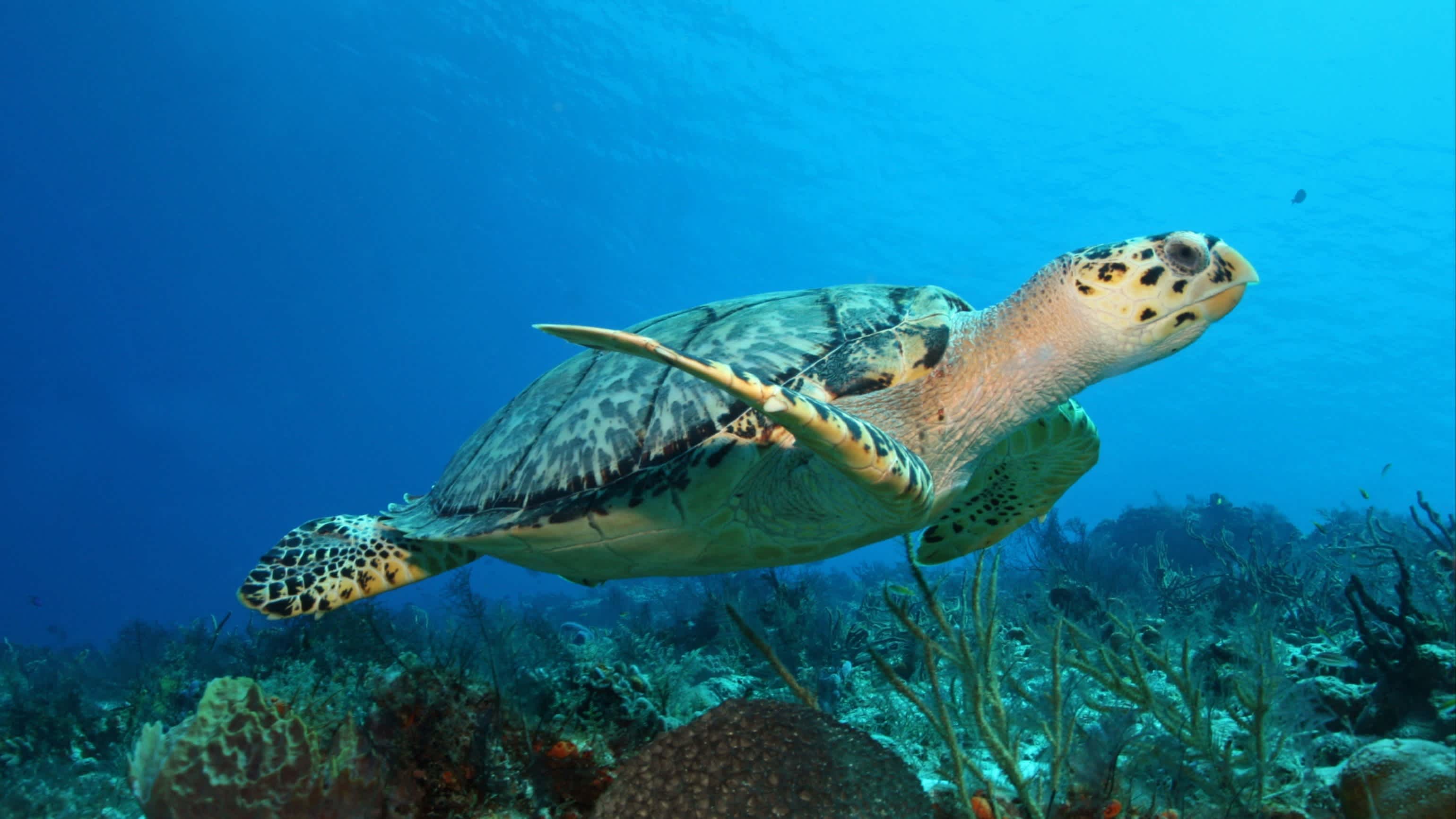 Karettschildkröte (Eretmochelys imbricata) schwimmt über ein Korallenriff im Golf von Mexiko - Cozumel, Mexiko