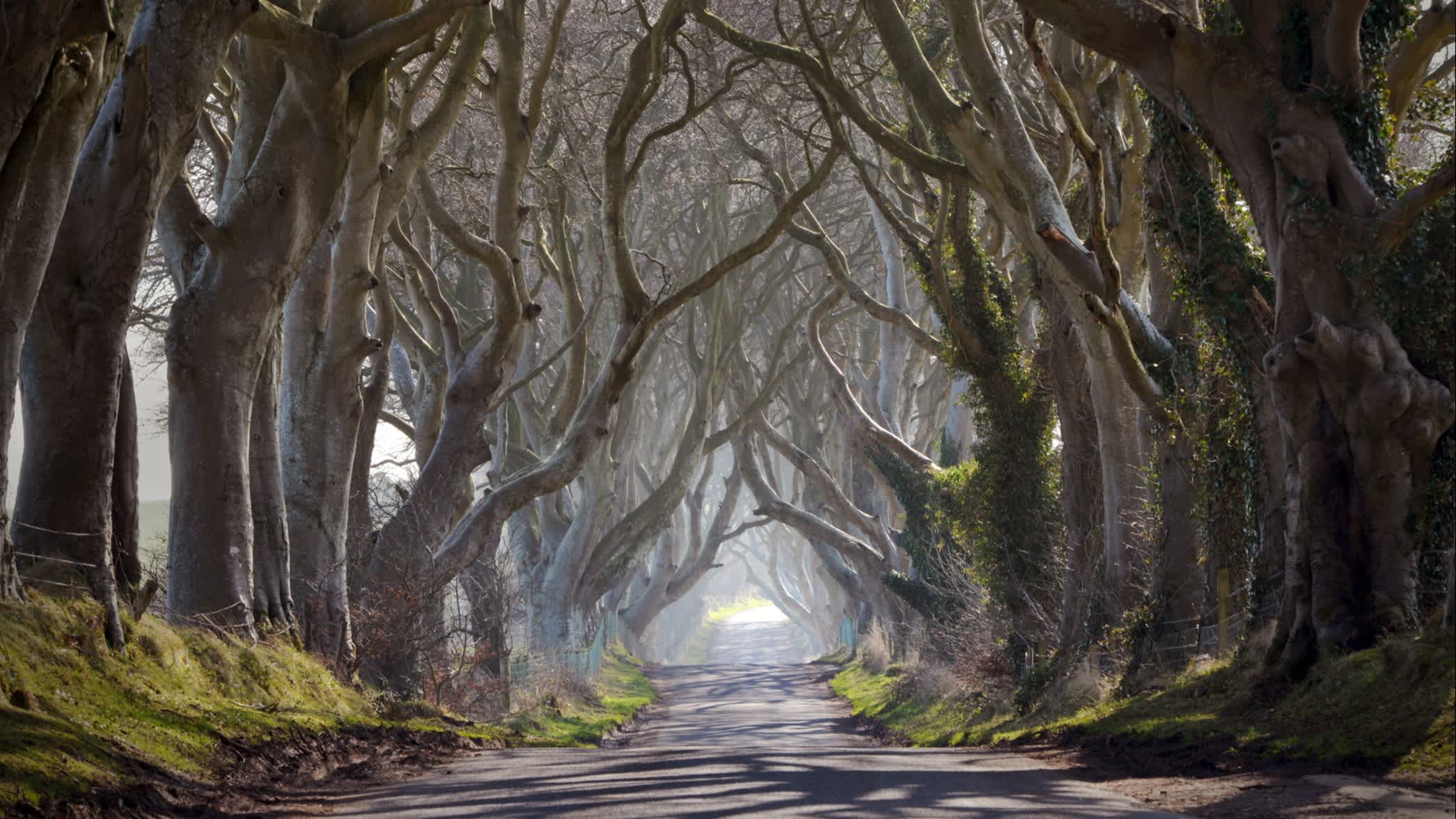 Pfad der dunklen Hecken in der Grafschaft Antrim, Irland.