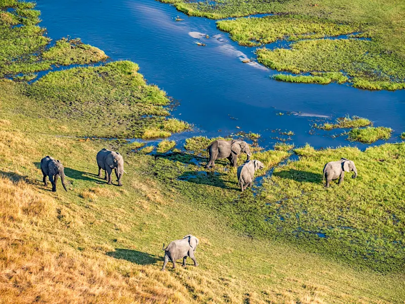 Botswana, Okavango-Delta Elefantenherde am Wasser im Okavango-Delta. Botswana, Okavango-Delta