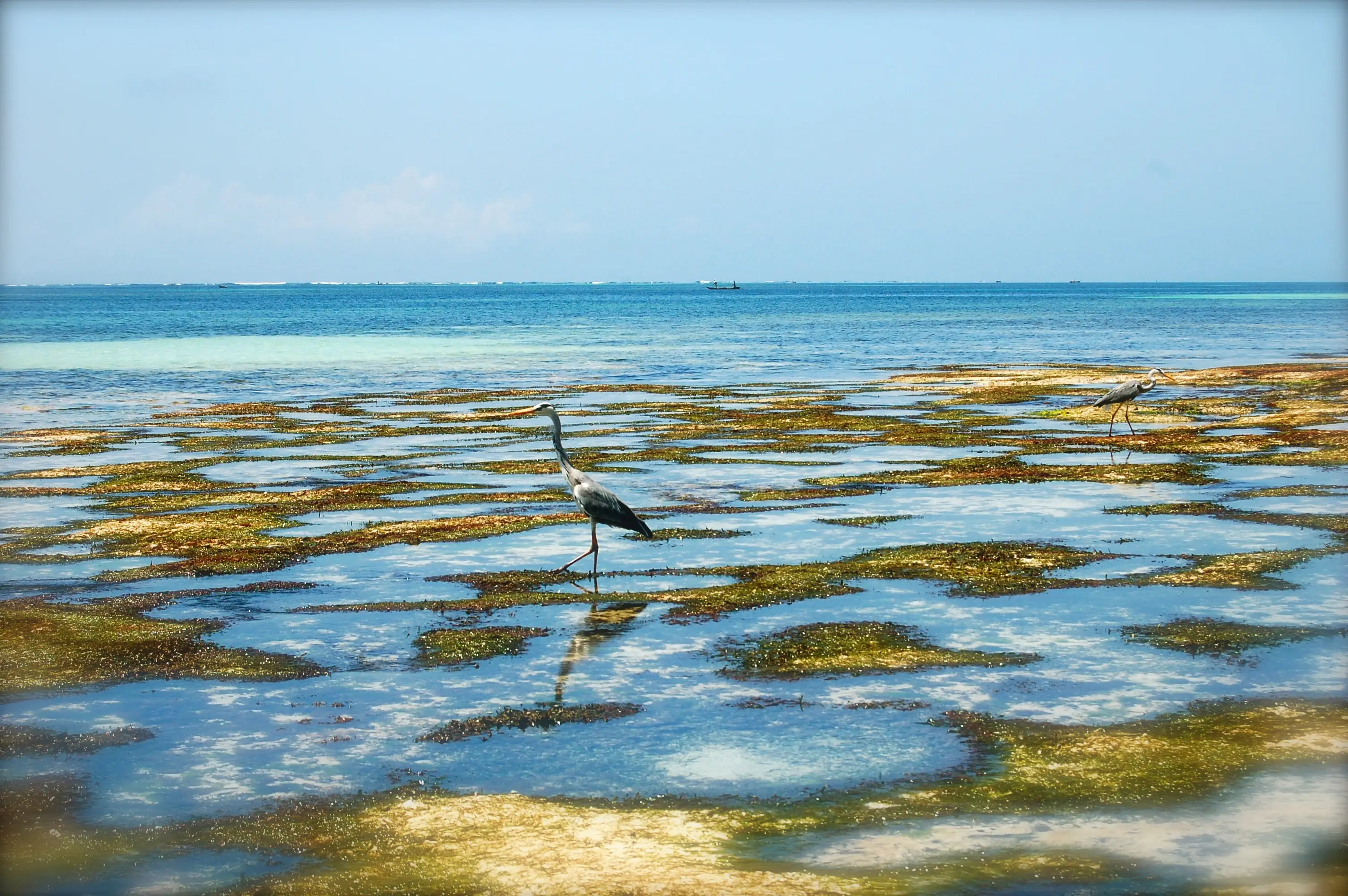 Kenia, Mombasa Marine Park Wildvogel am Wasser
