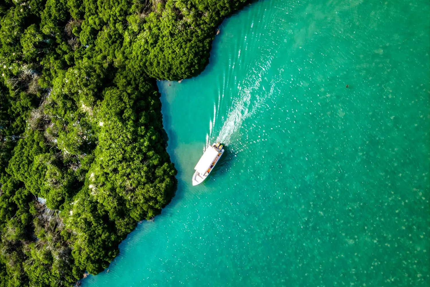 Mangrovenwald Farasan Island