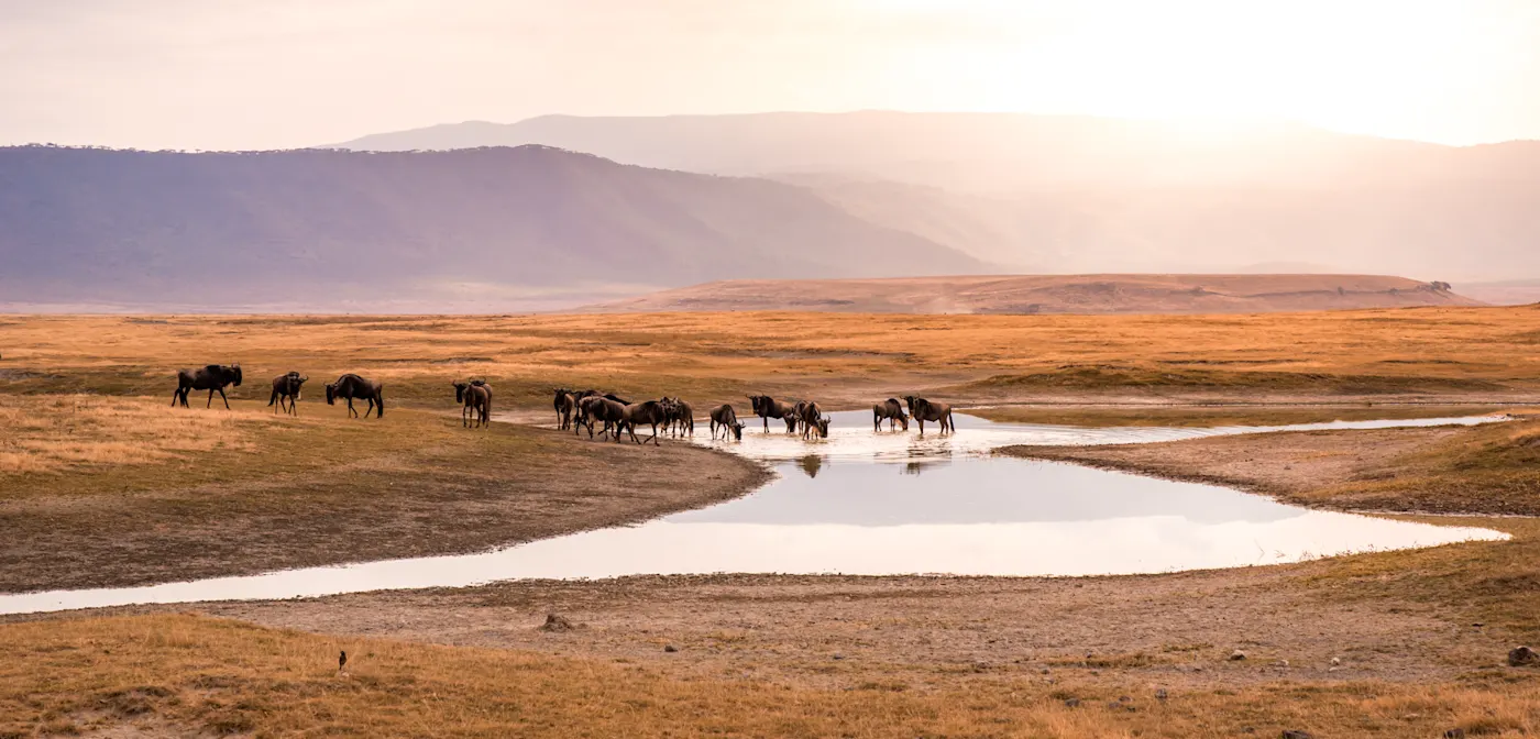 Gnous dans le cratère du Ngorongoro, Tanzanie