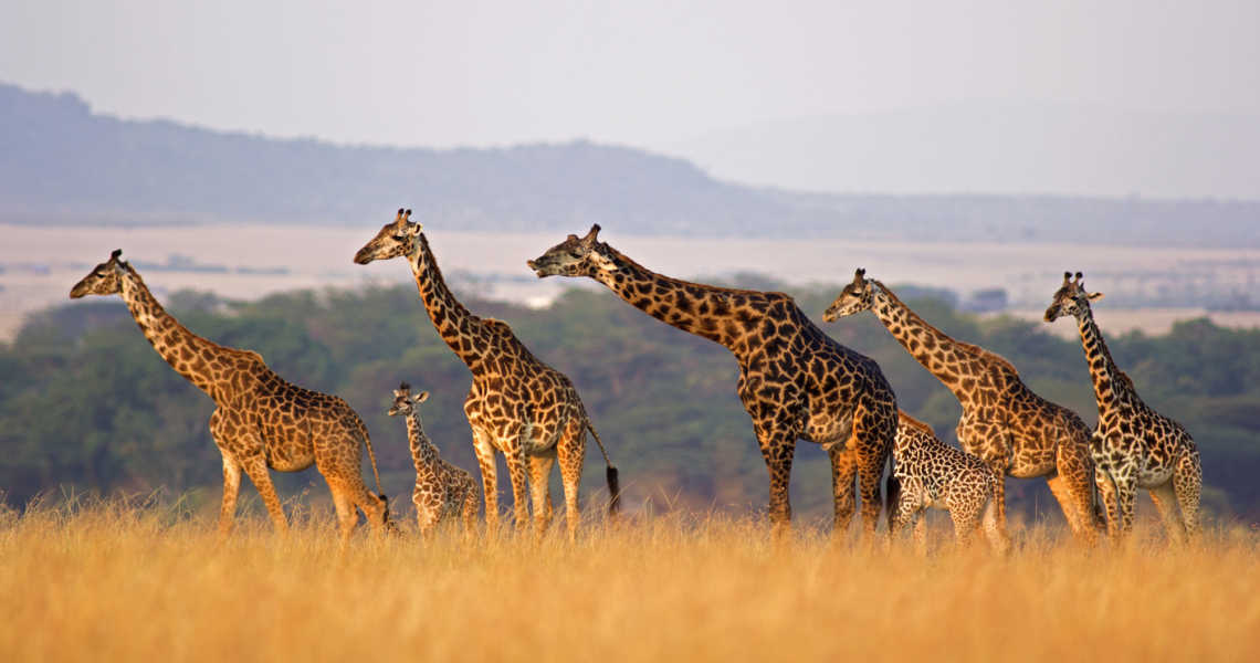 Quand faire un safari en Afrique du sud ?