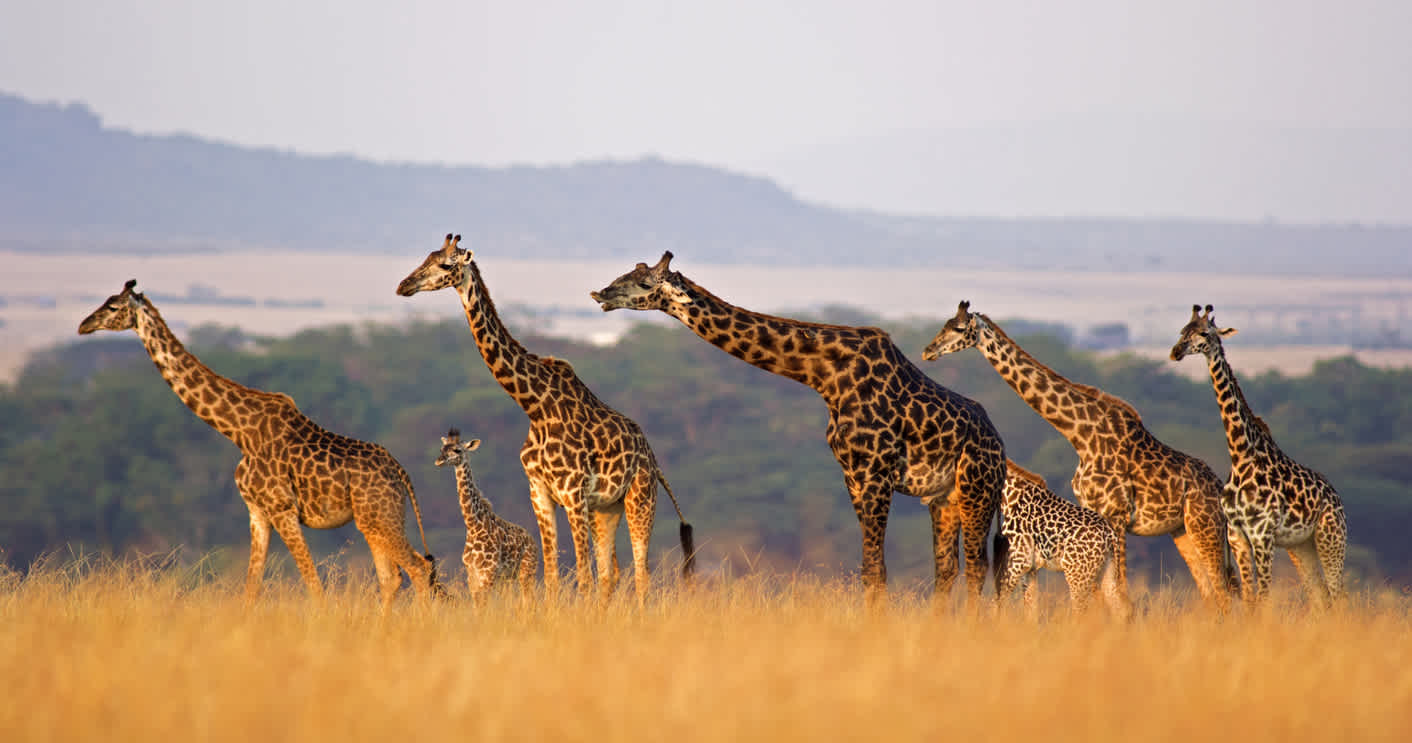 Giraffen während einer Safari-Tour im Jeep beobachten