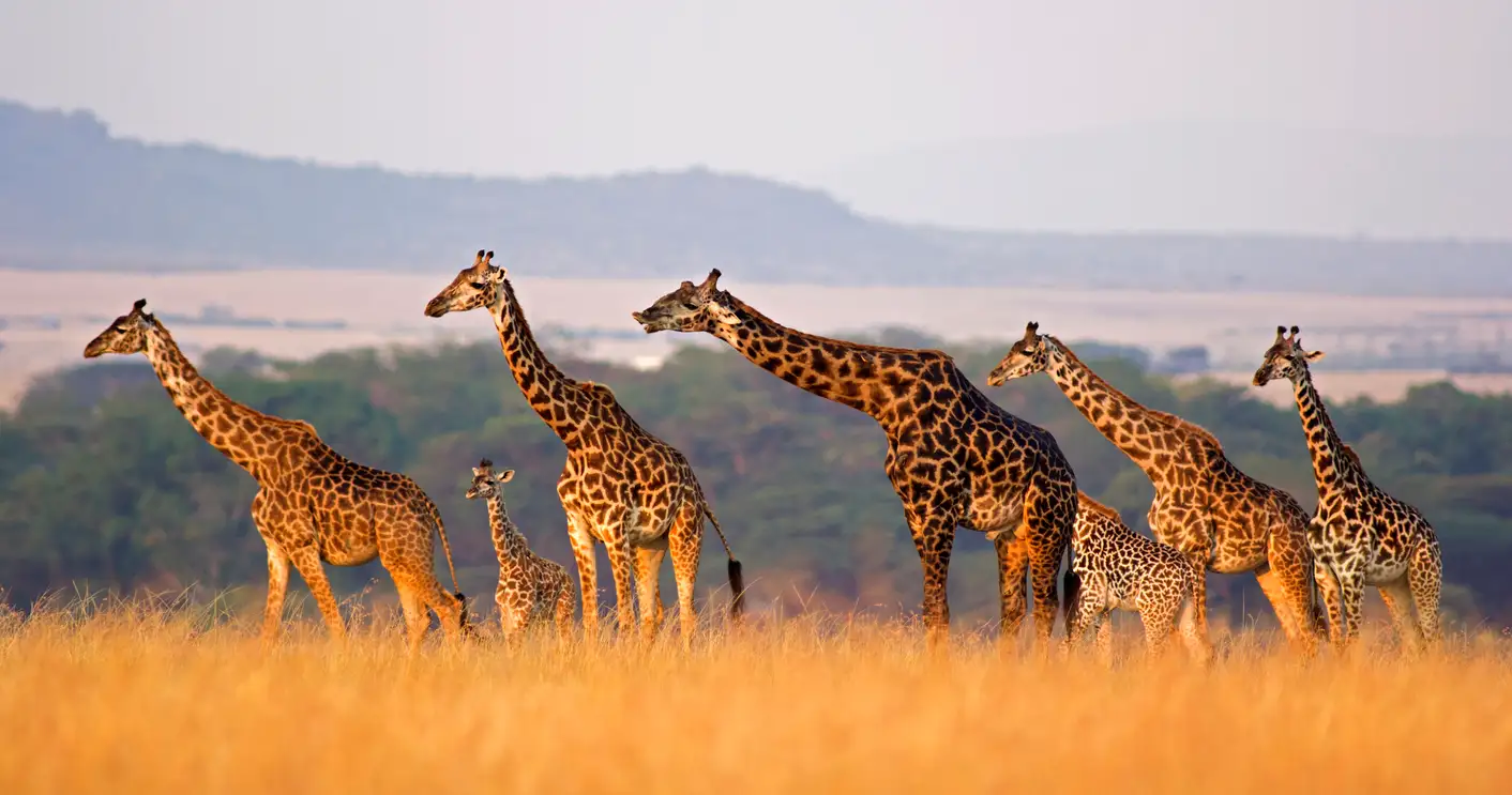 Südafrika Giraffes Giraffen während einer Safari-Tour im Jeep beobachten