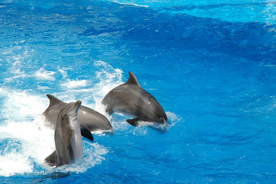 Zwei Delphine springen ins Wasser, Florida, USA.