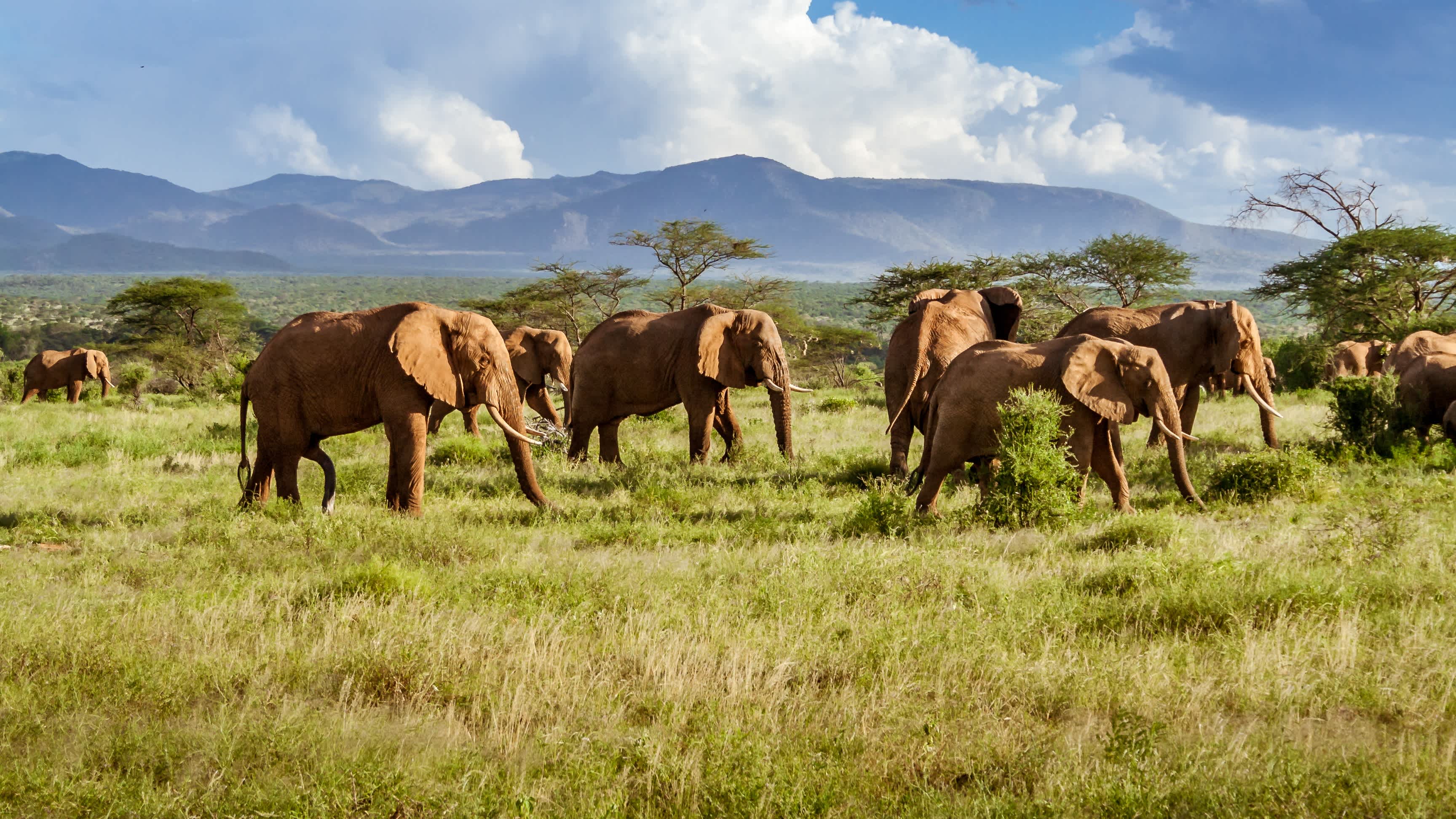 Herde von Elefanten in der afrikanischen Savanne, Südafrika

