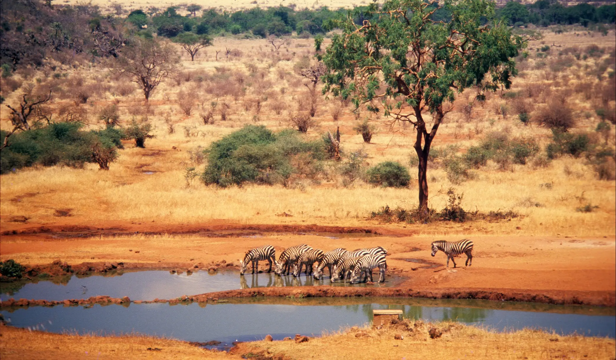 Parc national de Tsvao, zèbres Zèbres au point d'eau de Kilaguni, parc national de Tsavo, Kenya
