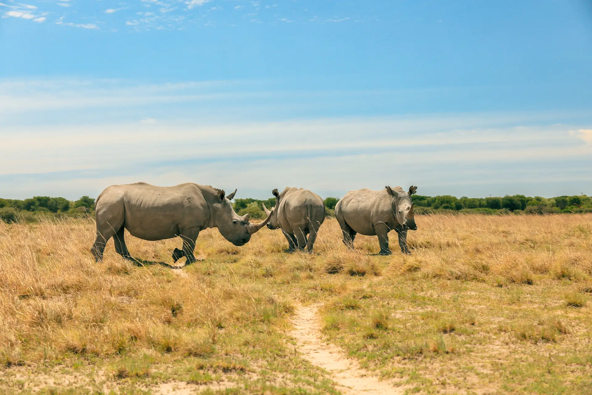 Quand visiter le parc national de Chobe : nos conseils | Tourlane