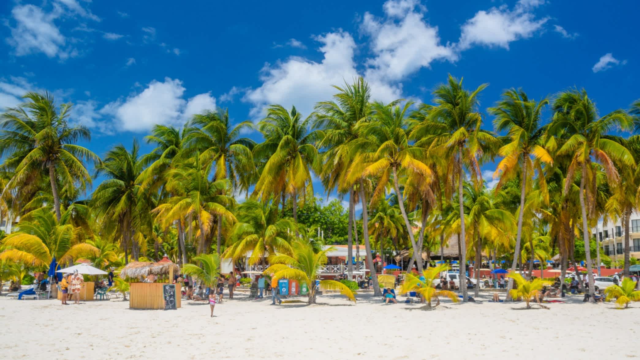 Palmiers sur le sable blanc de la plage d'Isla Mujeres par une journée ensoleillée, à Cancún, au Yucatán, au Mexique.


