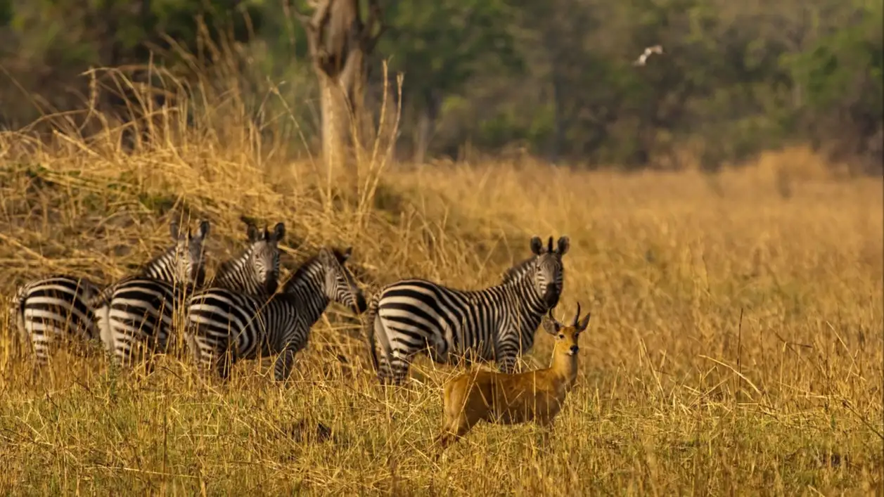 Zebres, parc national Katavi, Tanzanie Zebres et antilope dans la savane, parc national de Katavi, Tanzanie