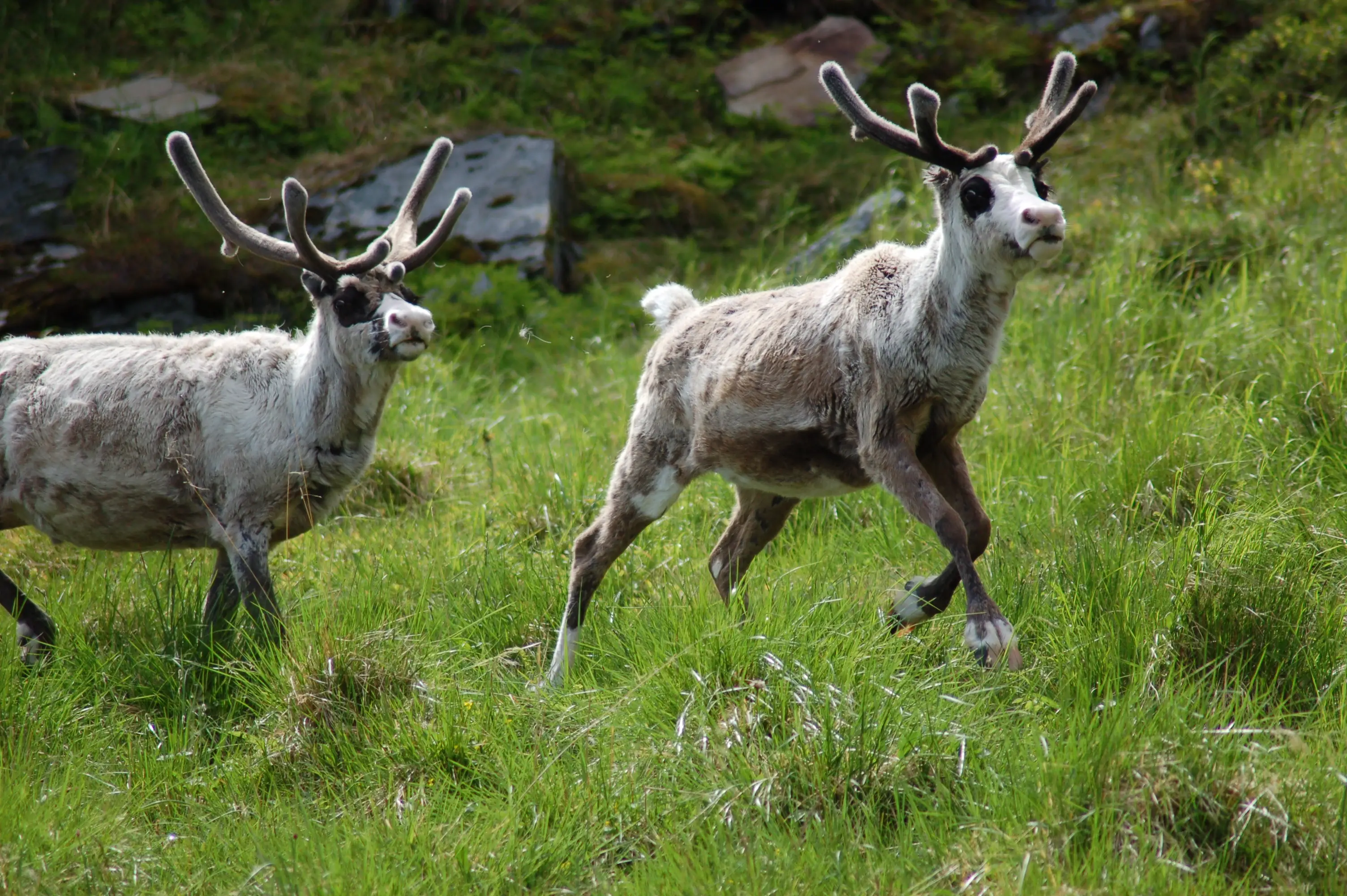 Couple de rennes dans le Grand Nord, Norvège.

