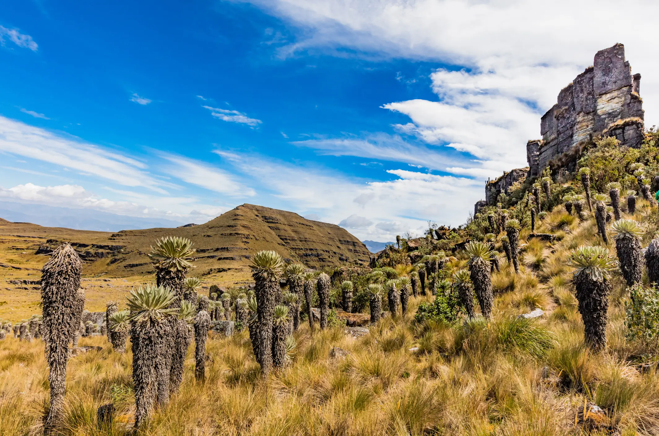 Paramo de Oceta, Mongui, Boyaca, Colombia Paramo de Oceta ganze Frailejones Mongui Boyaca Colombia