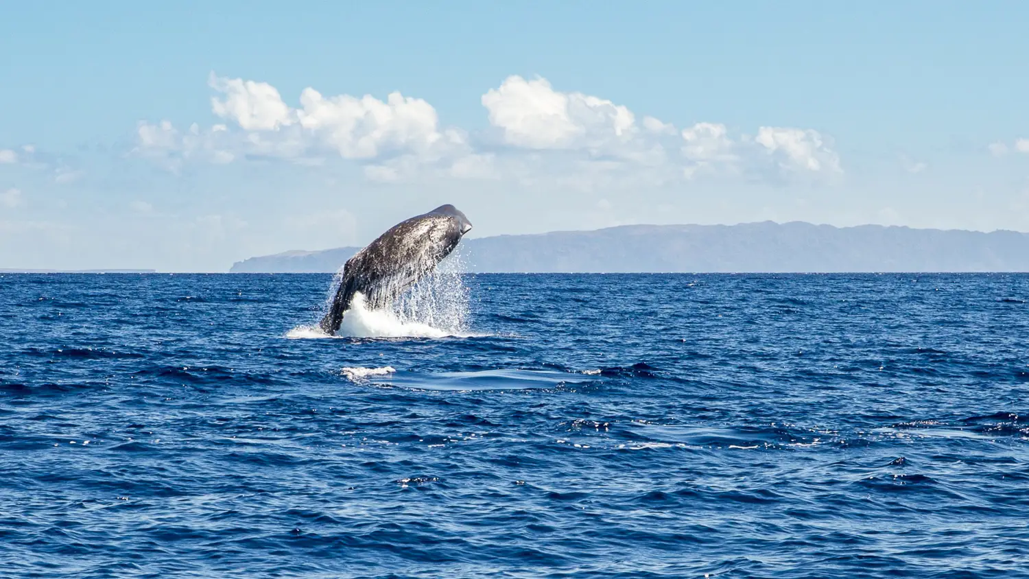 Madeira, Pottwal Ein Pottwal bei Madeira.