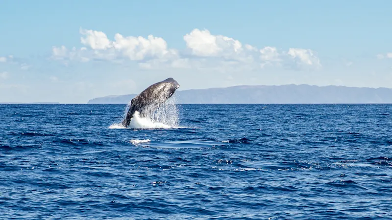 Madeira, Pottwal Ein Pottwal bei Madeira.