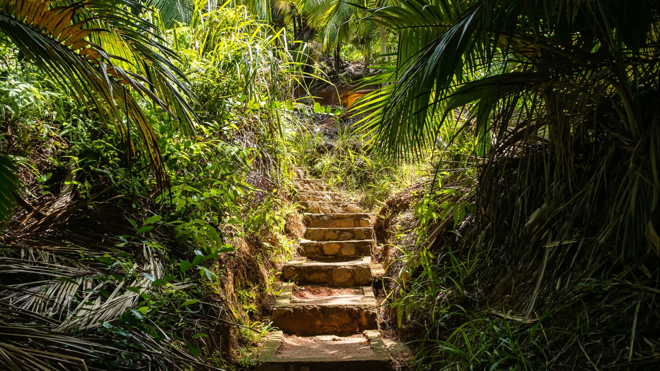 Réserve naturelle de Fond Ferdinand sur l'île de Praslin, Seychelles