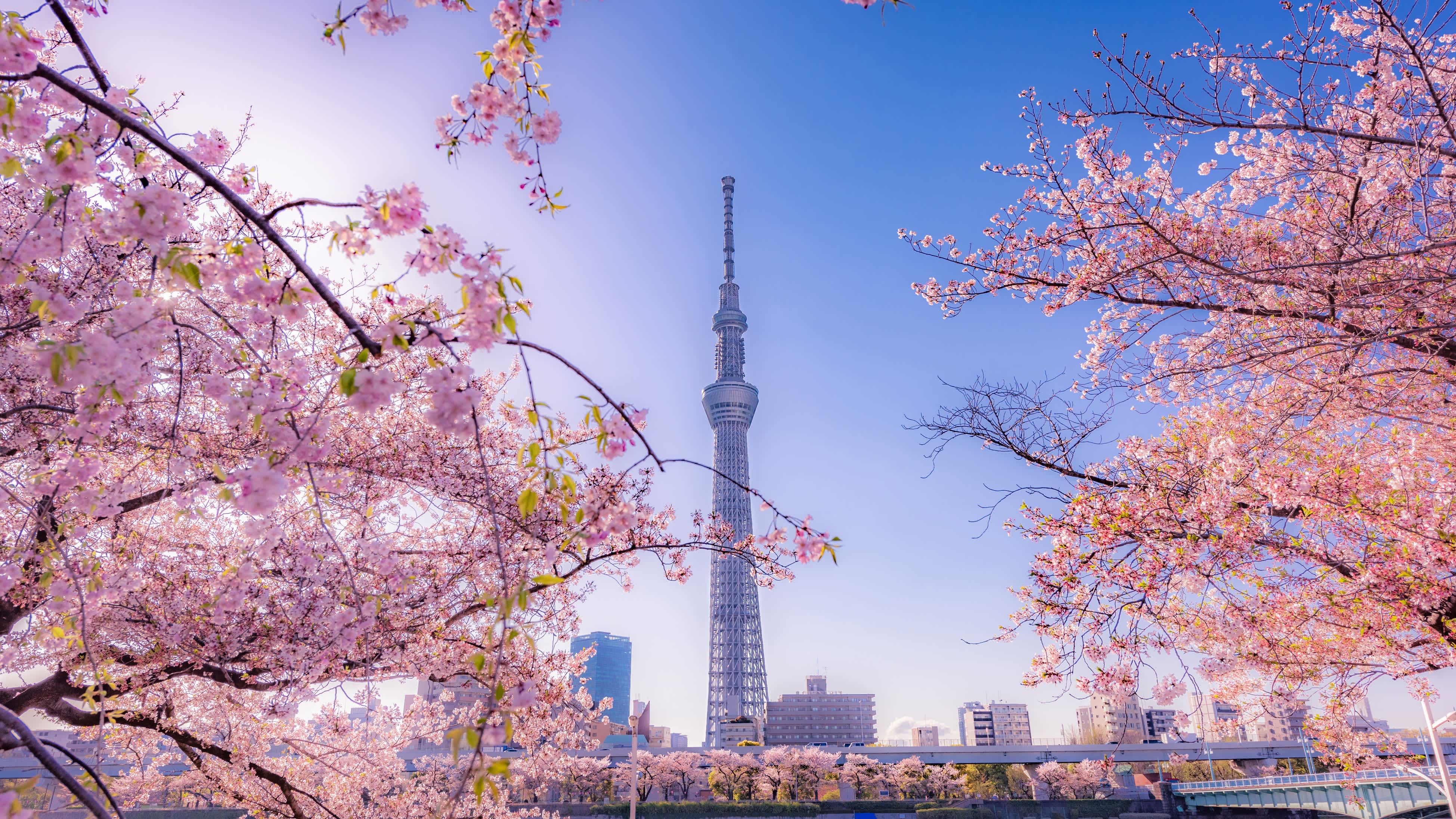 Cerisiers en fleurs et bâtiments du parc Asakusa Sumida avant la tour de Tokyo en arrière-plan