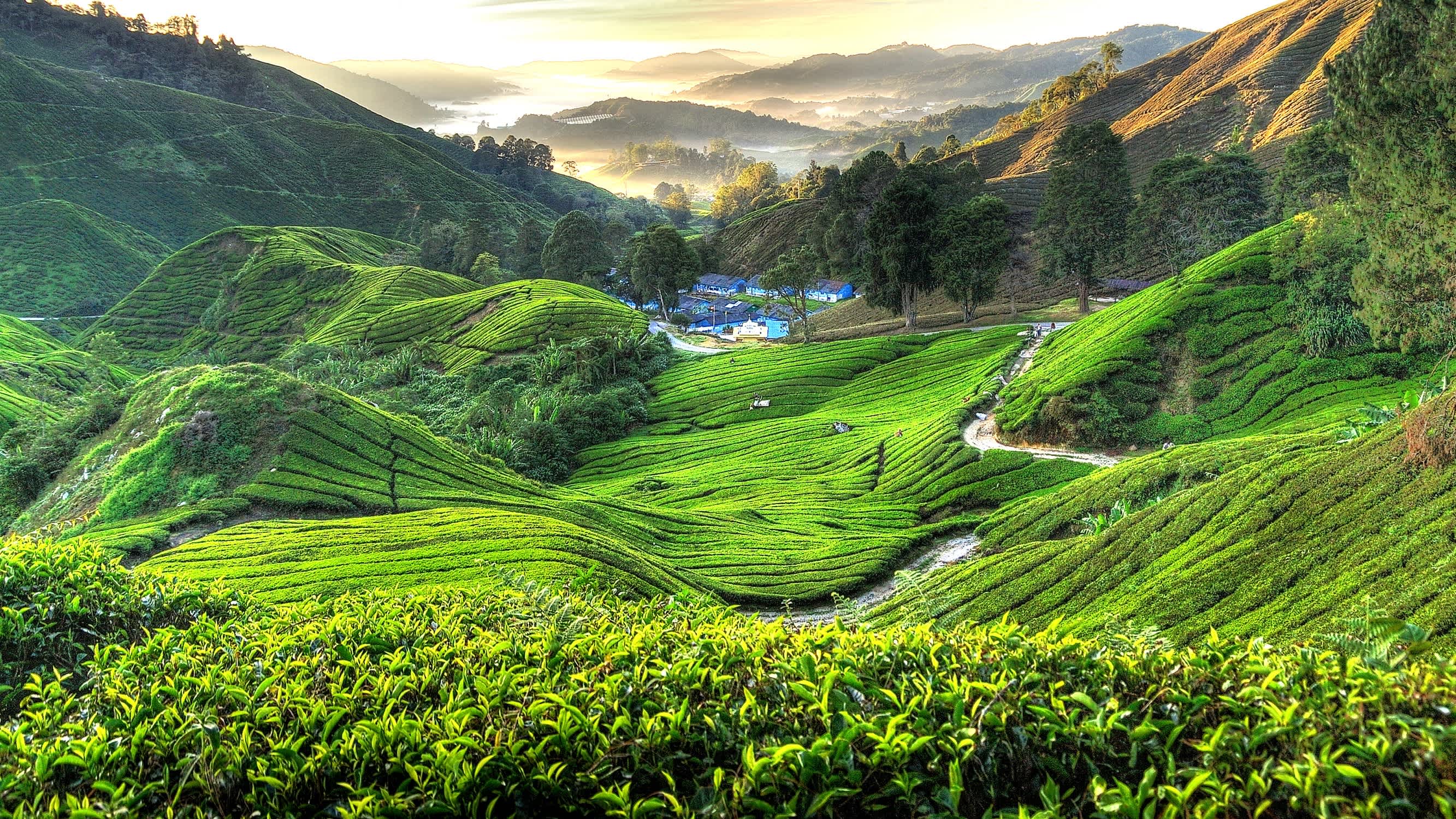 Vue sur les plantations de thé BOH dans les Cameron Highlands, Malaisie
