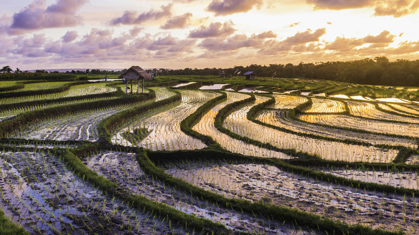 Eindrucksvolle Reisterrassen bei Sonnenaufgang auf Bali in Indonesien.