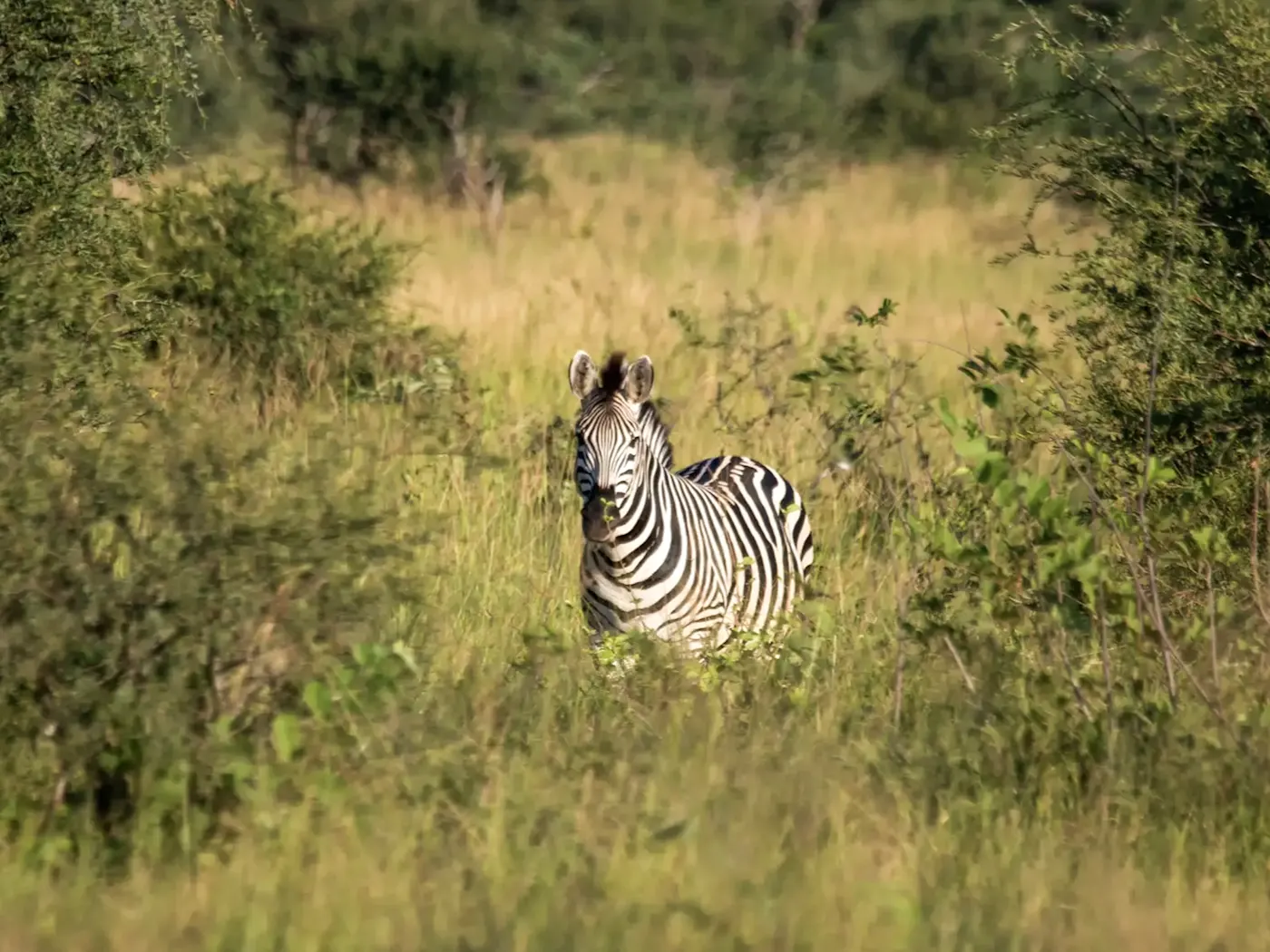 Botswana, Nxai Pan Nationalpark Eine Zebra in der Savanne des Nxai Pan Nationalparks, Botswana.